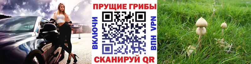 Псилоцибиновые грибы мицелий  Котельниково 